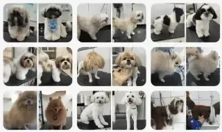 Cases de sucesso da comunidade Groomer de Valor